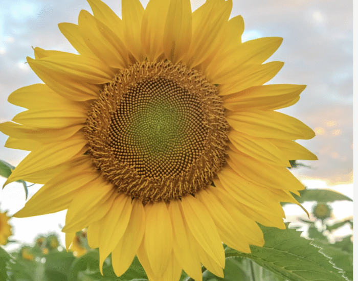 Screenshot 2026-02-05 at 6.54.01 pm