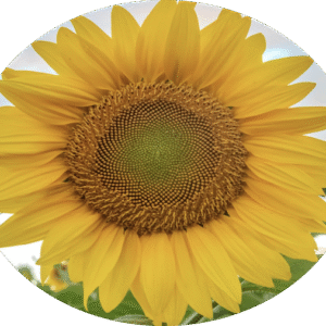 Kalbar Sunflower Festival